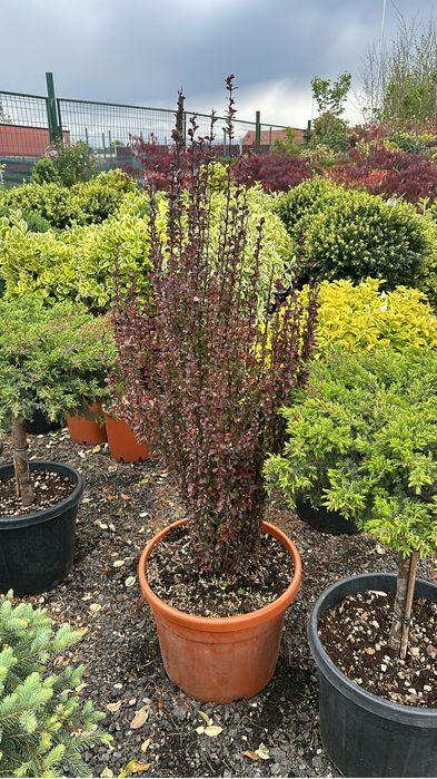Spiral Tuia PonPon Magnolia Grandiflora Palmier Trachycarpus brazi etc