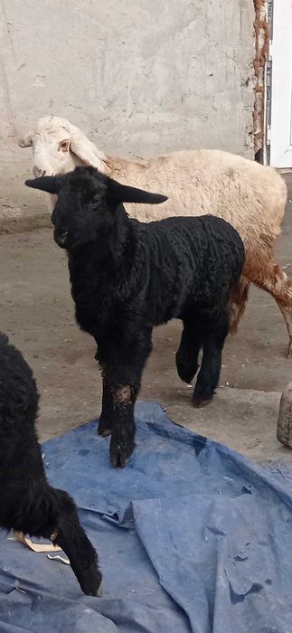 Зотдор кузичоклар сотилади