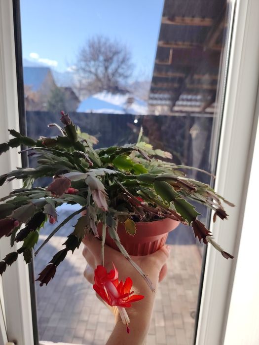 Продам декабрист. Талгар