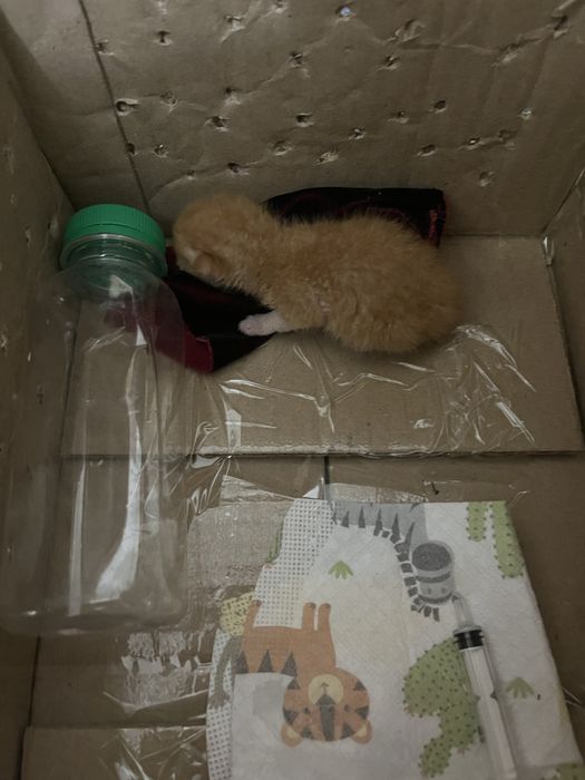 Котенок новорожденыый
