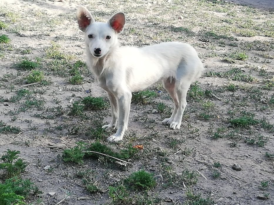 Продам той-терьера