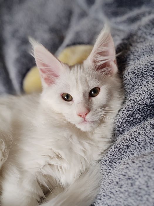 Мейн кун девочка 3 месяца.