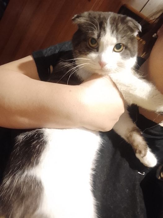 Скоттиш Фолд Продам котенка