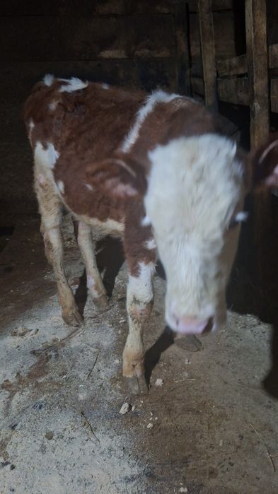 Vând vițică bălțată