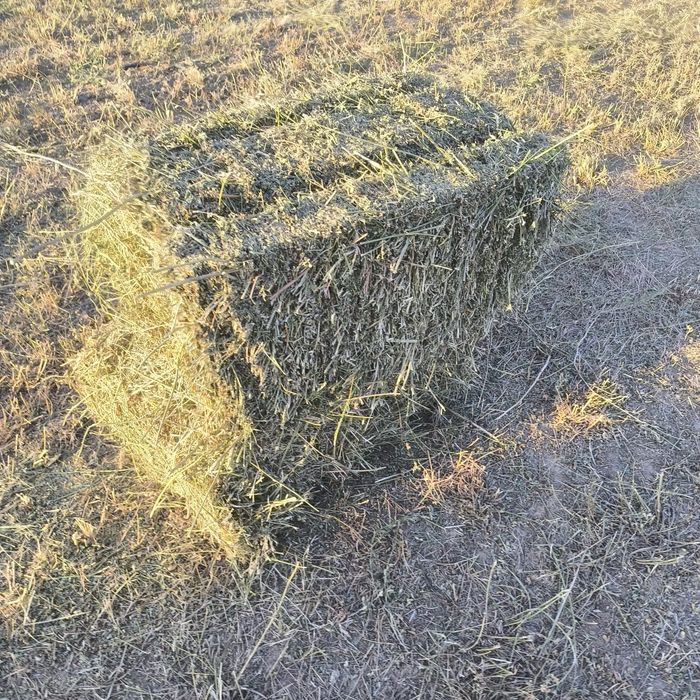 Жонышка сатылады