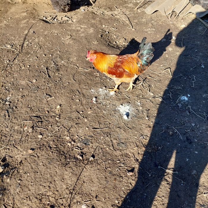 Cocoș diferite rase 70 lei