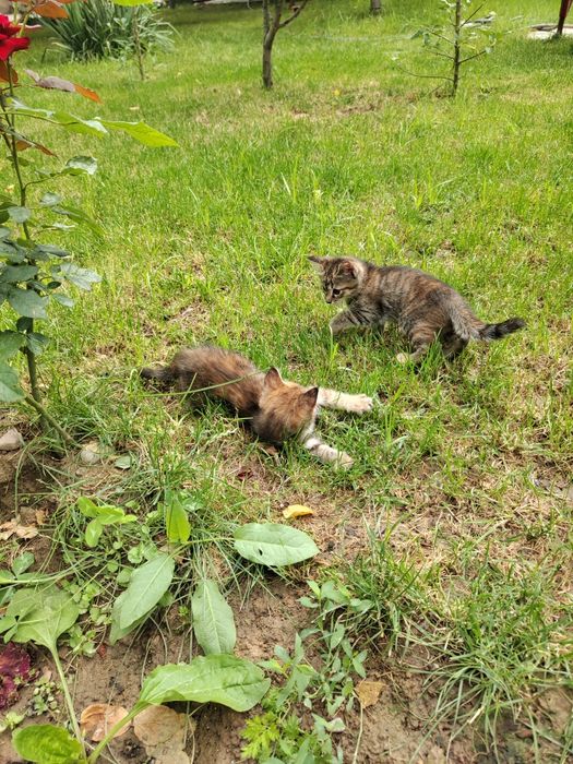 Отдам в хорошие руки котят 2 шт. Самостоятельно кушают, в лоток ходят.
