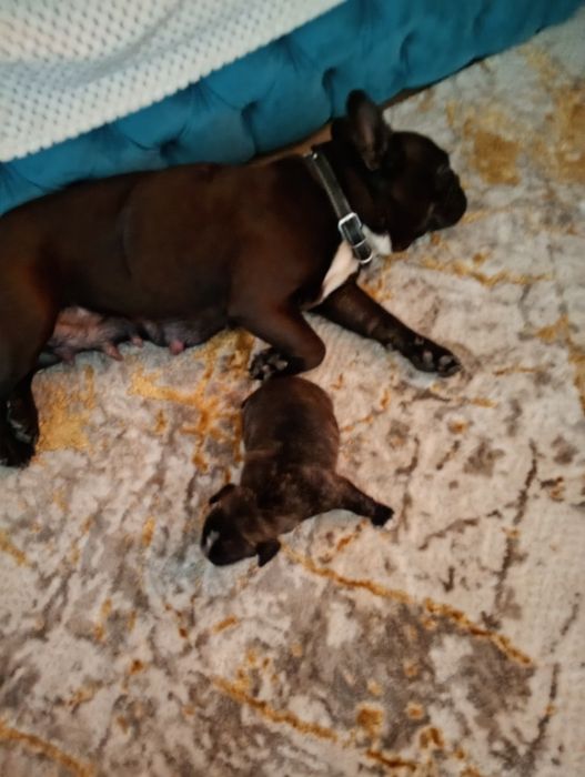 Donez duldog francez femelă