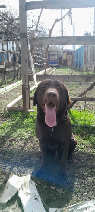 Лабрадор 7 месяцев кобель Лабрадор 7 ойлик угил бола