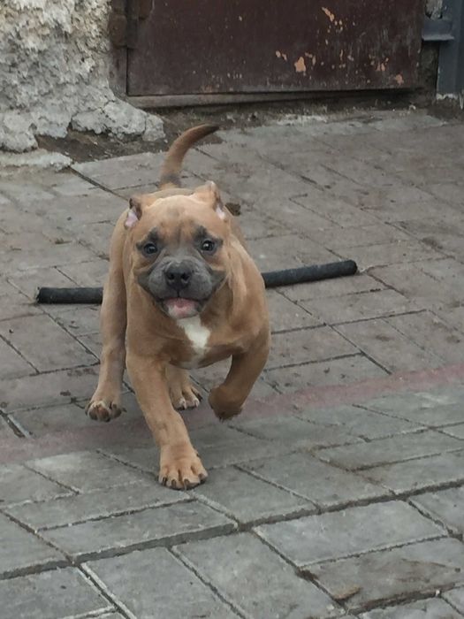 американский булли