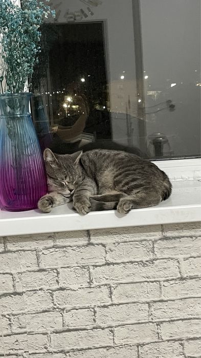 Отдам кота в добрые руки / Кот /котенок