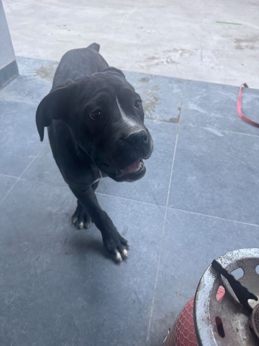 Срочно продаются Кане корсо