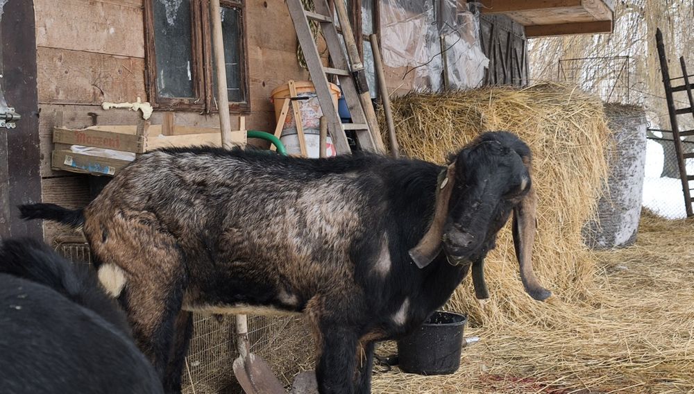 Vand o capra si un tap anglo nubian cu pedigree