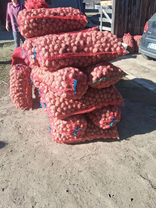 Cartofi de sămânță 1.20 kg transport gratuit  !