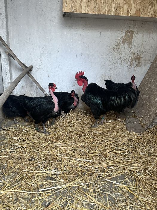 Ouă incubat  Gât Golaș de Transilvania