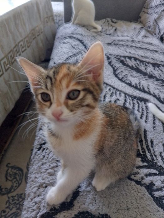 Продаются котята