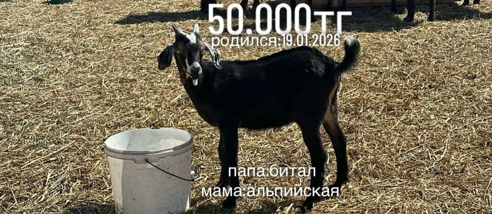 продам молодых козликов