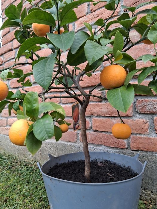 Portocal rosu de Sicilia