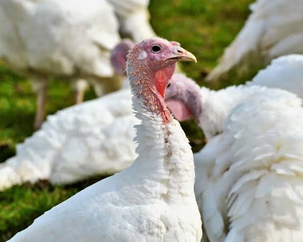 На Новогодний стол,куры ,гуси ,утки индаутки и даже перепёлки без ГМО
