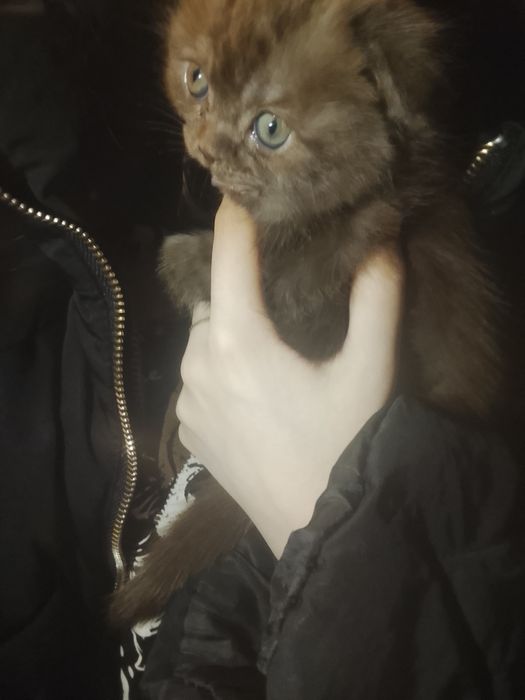 Шотландские котята