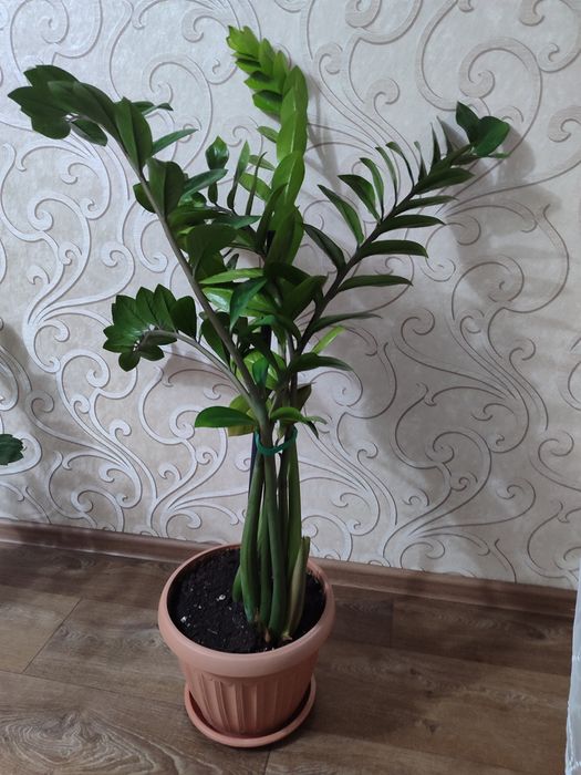 Долларовое дерево