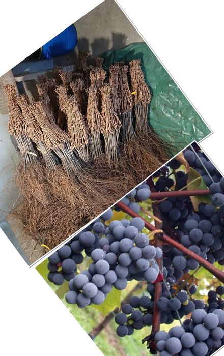 Butasi de capsunica de vanzare