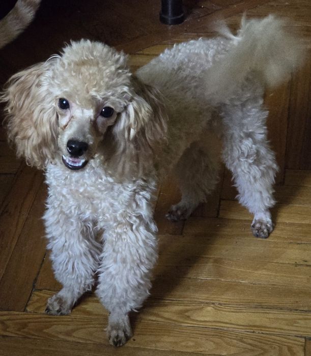 Той пудель мальчик