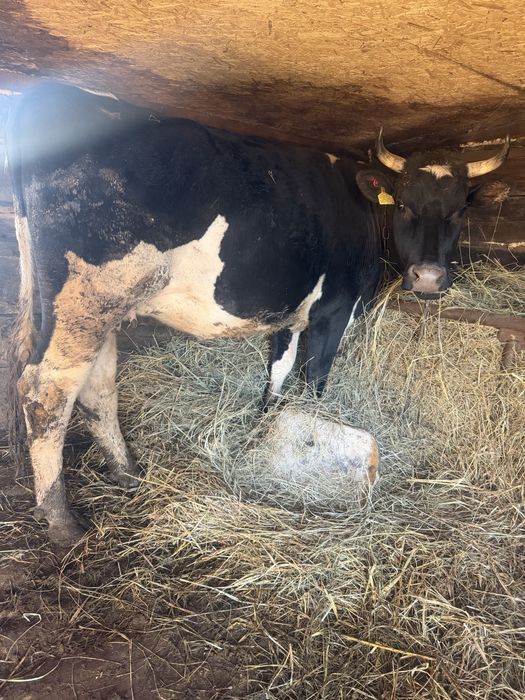 Продаются коровы