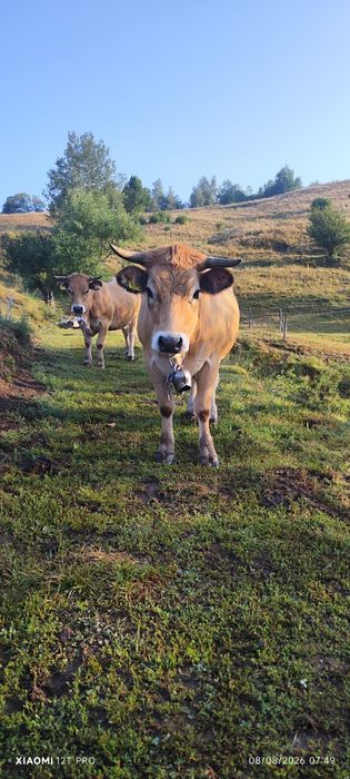 Lot 5 juninci montate din rasa Aubrac
