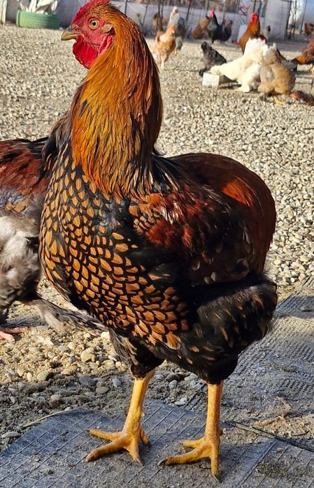 Vand gaini si pui de rasa si de curte