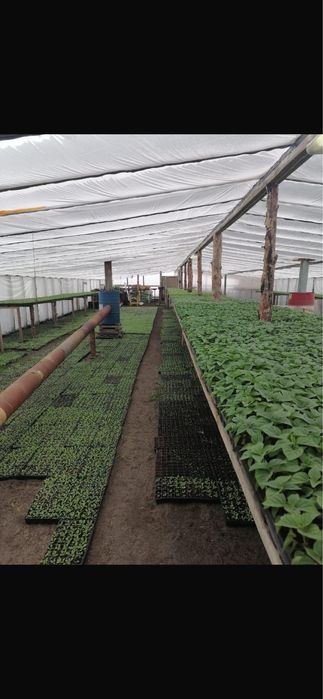 Рассада однолетних цветов.