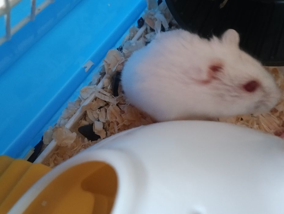 Джунгарский хомяк