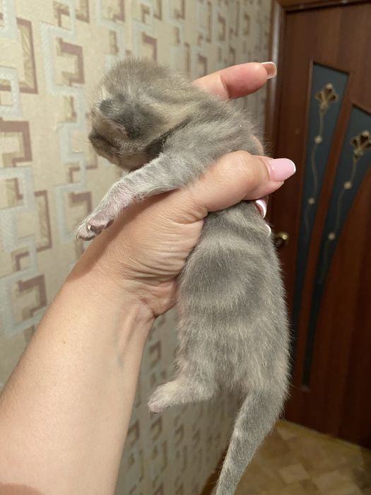 Котята британские