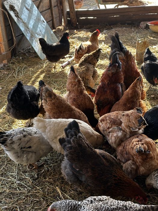 Куры тауық әтеш