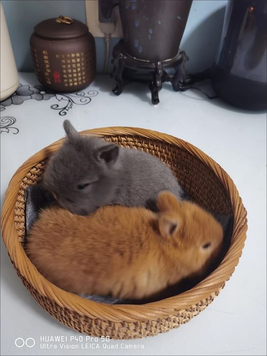 Statusingizga mos Premium Quyon — Qizil Satin Olmaxon!