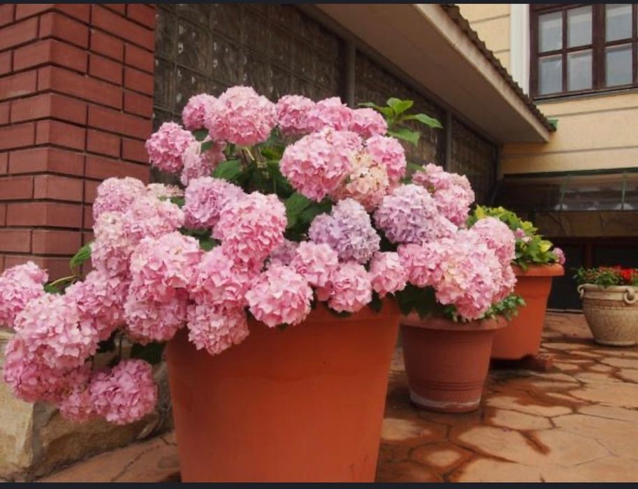 Гортензия Метельчатая