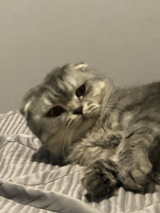 Шотландский вислоухий кот