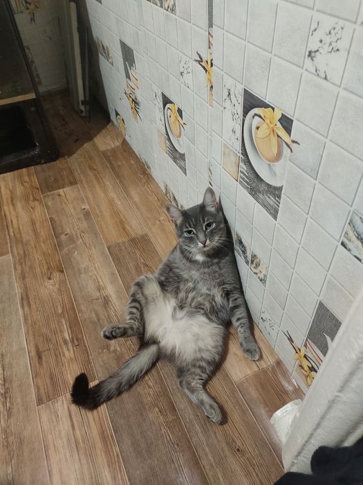 Пропала кошка на автопарке