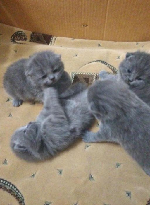 Шотландские фолды