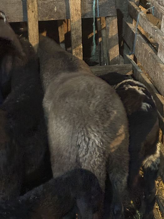 Berbecuti de vanzare