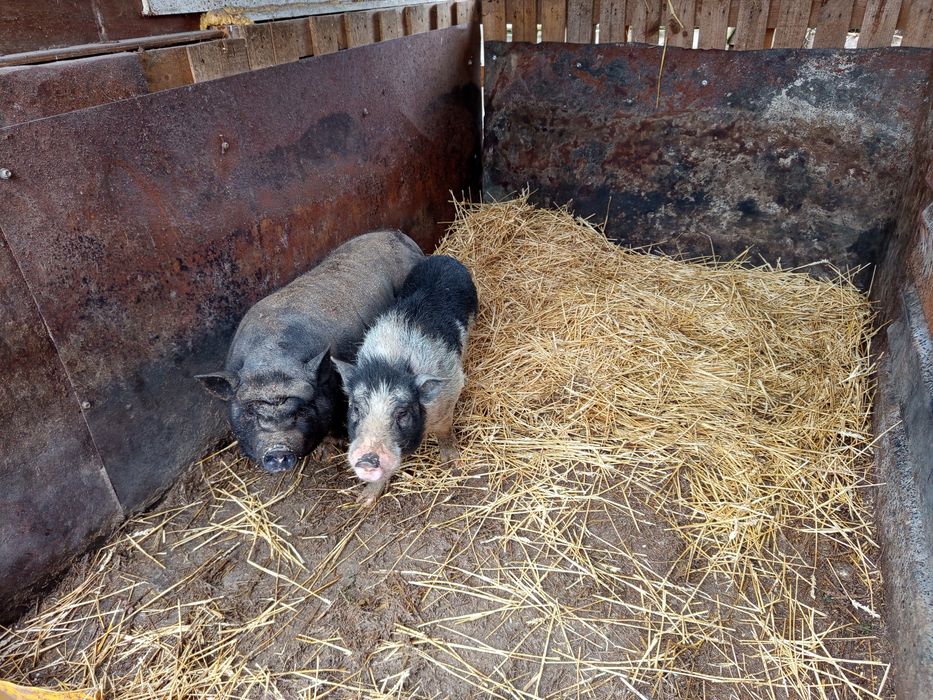 Виетнамски прасета