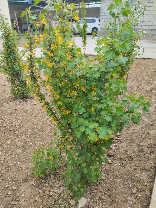 Продаются дом цветы и саженцы