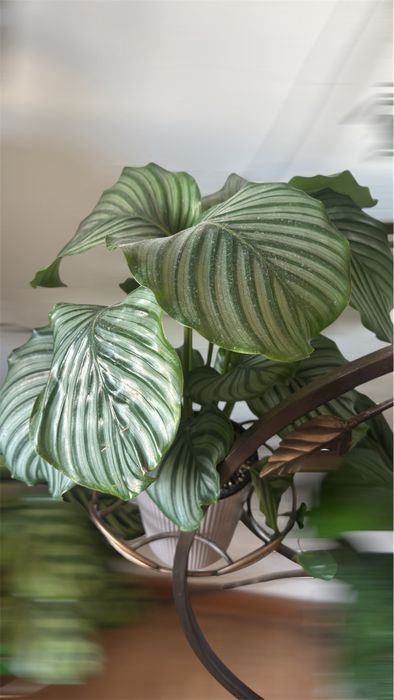 Калатея сатылады