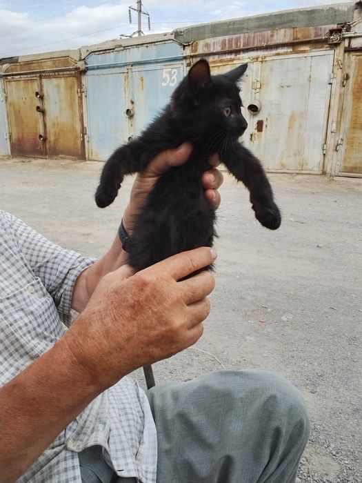 Котёнок ,котята мышилов мальчик