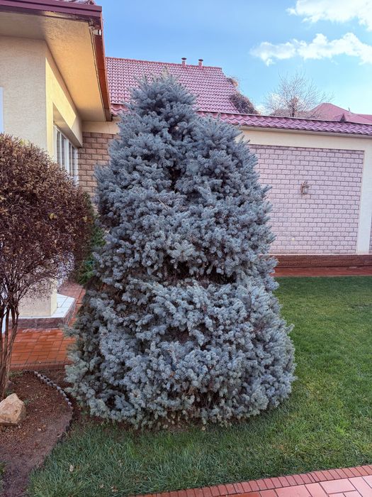 Голубая ель - Арча кук 3+ метра