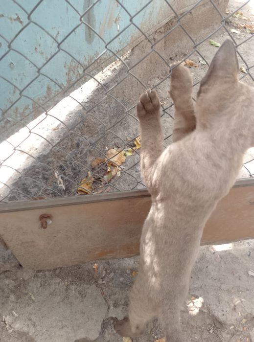 Продам катёнка и маму