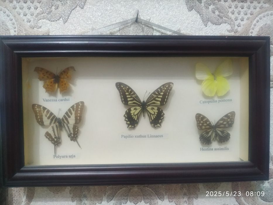 Коллекция бабочек в рамках
