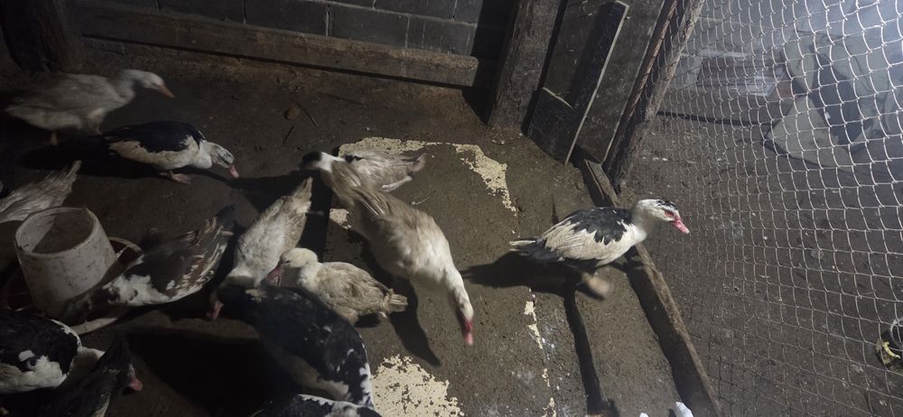 Индоутки продам не дорого