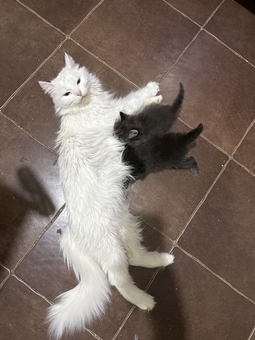 Отдам в добрые руки котят