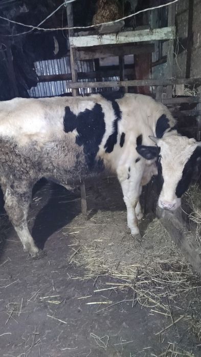 Бычок порода Голштейин